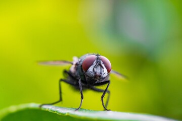 Detailed close-up macro of a shiny golden greenbottle fly sitting on a leaf. Domestic fly. close up compound eyes of fly on green background. Fly on a leaf macro