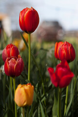 Fototapeta premium Red Tulips
