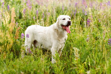 White dog Alabai Central Asian Shepherd Dog on green grass and flowers summerbackground