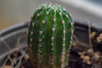 cactus, maceta, jardin, verde, planta, suculenta