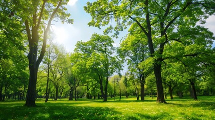 Fototapeta premium deciduous trees in the park on a sunny day trees growing in the park in spring : Generative AI