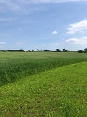 Crop of Canary Grass in a field in June, North Yorkshire, England, United Kingdom