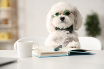 Cute white Bolognese dog in bowtie sitting at workplace with notebook in office