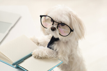 Cute white Bolognese dog in tie and eyeglasses sitting at workplace with notebook in office