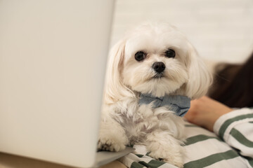 Young woman lying with her white Bolognese dog and laptop on sofa in stylish office, closeup