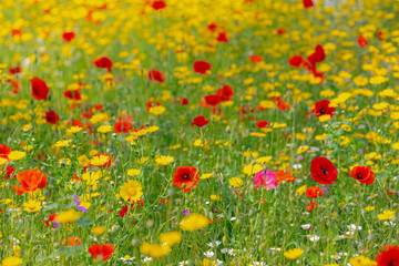 Multiple colour in the wild in between green grass meadow, Yellow glebionis segetum is a species of the family Asteraceae, Red poppy flowering plant in the poppy family Papaveraceae, Nature background