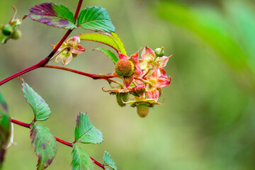 Rubus probus (Atherton raspberry, wild raspberry) Fruit. The fruits are edible