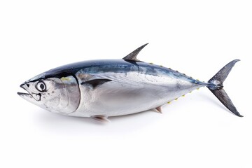 Fototapeta premium Albacore tuna isolated on white