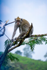 Macaca fascicularis (Monyet kra, kera ekor panjang, monyet ekor panjang, long-tailed macaque, monyet pemakan kepiting, crab-eating monkey) on the tree.