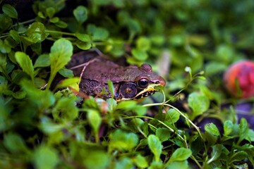Hidden frog in vegetation