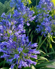 Purple African Lily in full bloom