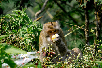 Macaca fascicularis (Monyet kra, kera ekor panjang, monyet ekor panjang, long-tailed macaque, monyet pemakan kepiting, crab-eating monkey) on the tree.