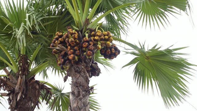 Innumerable Palmyra ripe palms(Borassus flabellifer) are hanging on female palm trees. Full of fruits a toddy palm tree.