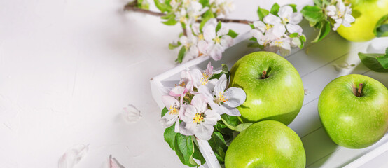Fresh green apples with blossoming apple branch. Rural still life with green fruits, selective focus. Closeup with copy space for text