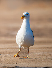 Gaviota fondo difuminado