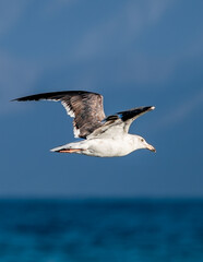 Gaviota vuelo