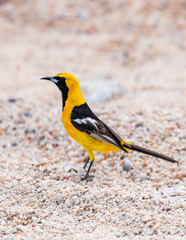 Turpial Enmascaradom 2