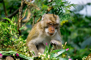 Macaca fascicularis (Monyet kra, kera ekor panjang, monyet ekor panjang, long-tailed macaque,...