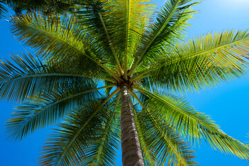Palm trees on blue sky. Palm at tropical coast. Coconut tree background. Tropical palm leaf....
