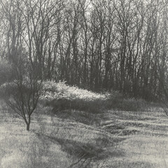 black and white image of a hill with a lone tree and white bushes against a background of leafless trees
