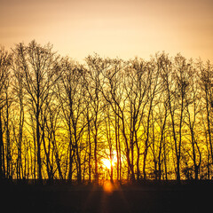 Obraz premium lush green field, behind which grow bare trees, against the backdrop of a bright orange sky with a bright sunset sun