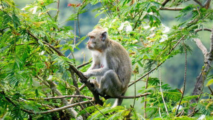Macaca fascicularis (Monyet kra, kera ekor panjang, monyet ekor panjang, long-tailed macaque,...