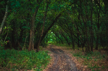 fallen acacia trees over a dirt road in a gloomy green forest that goes into the distance
