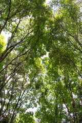 Fotografía de unos arboles altos con hojas y ramificaciónes
