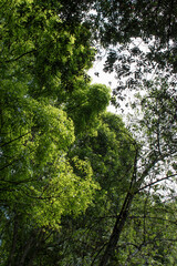 Bosque con arboles altos y plantas con hojas de varios tonos verdes