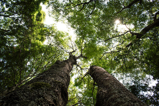 Toma de arboles altos en un bosque profundo con un cielo nublado