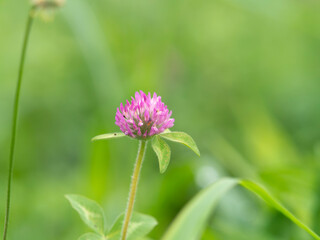 河川の堤防に咲いたムラサキツメクサ