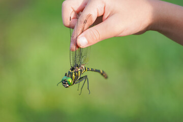 子供が持つオニヤンマ © mina