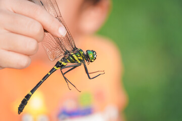 男の子が持つオニヤンマ
