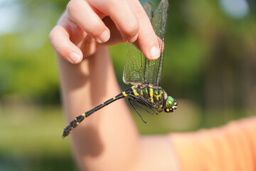 子供が持つオニヤンマ © mina