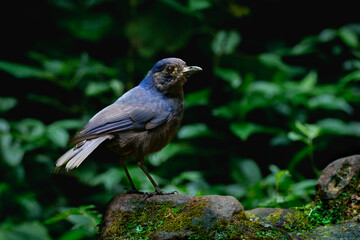 Javan whistling thrush (Myophonus glaucinus) perching on a jungle rock in Gunung Gede National Park, Indonesia. Natural bokeh background
