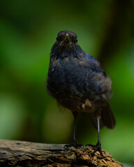 Javan whistling thrush (Myophonus glaucinus) perching on a mossy branch in Gunung Gede National Park, Indonesia. Natural bokeh background