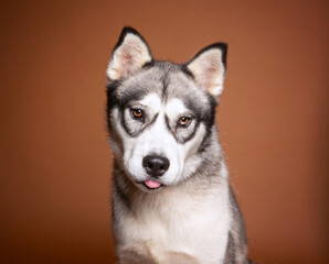 cute dog on an isolated background in a studio shot