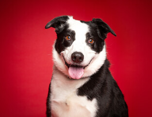 cute dog on an isolated background in a studio shot