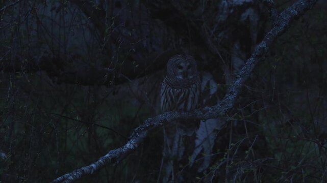 Barred owl on night watch in the evening, low night