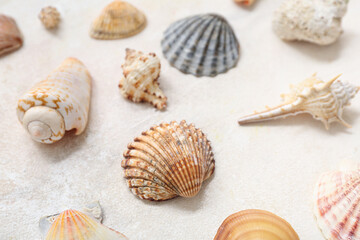 Many different sea shells on white background