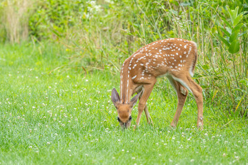 White-tailed Deer Fawn Grazing in Summer Meadow