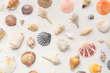 Many different sea shells on white background