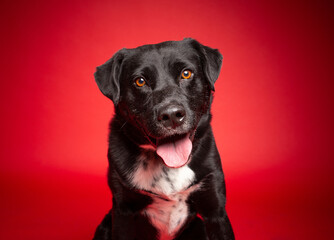 cute dog on an isolated background in a studio shot