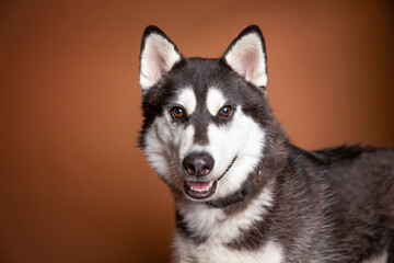 cute dog on an isolated background in a studio shot
