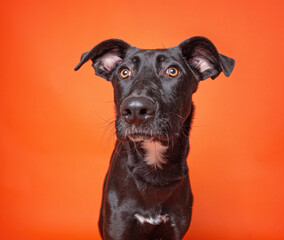 cute dog on an isolated background in a studio shot