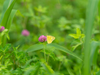 花の蜜を吸うモンキチョウ