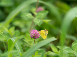 花の蜜を吸うモンキチョウ