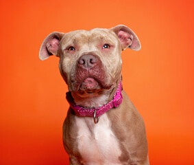cute dog on an isolated background in a studio shot