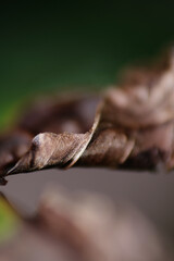 Macro shot of infected leaf turn brown and dried
