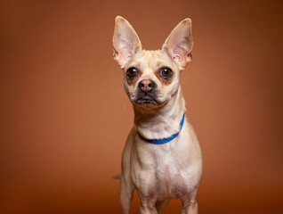 cute dog on an isolated background in a studio shot
